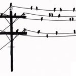 bird on power line no electrocution