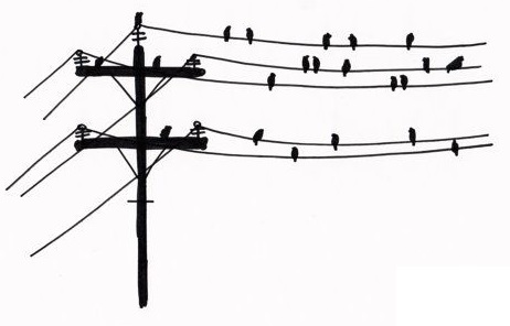 bird on power line no electrocution